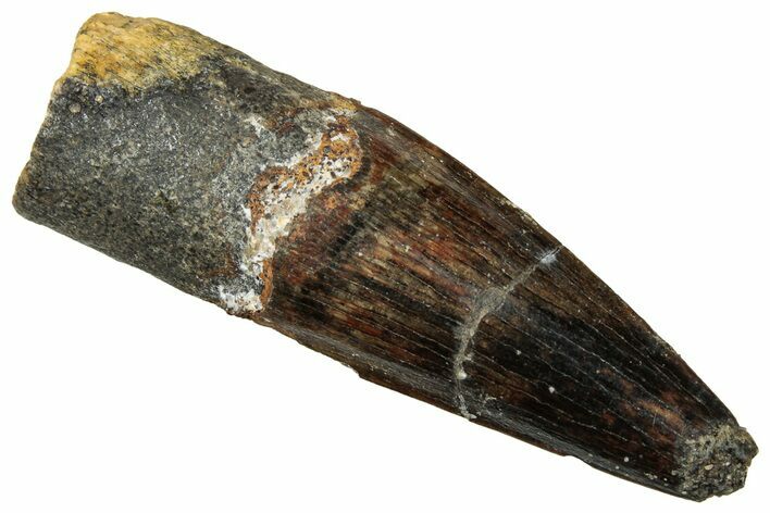 Fossil Spinosaurus Tooth - Real Dinosaur Tooth #329707